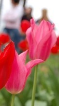 New mobile wallpapers - free download. Plants, Flowers, Tulips picture and image for mobile phones.