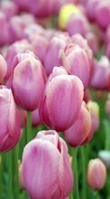 New 1024x600 mobile wallpapers Plants, Flowers, Tulips free download.