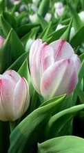 New 128x160 mobile wallpapers Plants, Flowers, Tulips free download.