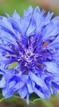 New mobile wallpapers - free download. Flowers, Plants, Blue cornflowers picture and image for mobile phones.
