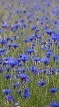 New mobile wallpapers - free download. Flowers,Plants,Blue cornflowers picture and image for mobile phones.