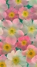 New 360x640 mobile wallpapers Flowers, Drawings free download.