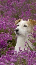 New mobile wallpapers - free download. Animals, Flowers, Dogs picture and image for mobile phones.