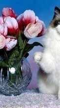New mobile wallpapers - free download. Flowers,Animals picture and image for mobile phones.