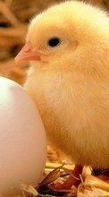 New mobile wallpapers - free download. Animals, Eggs, Chicks picture and image for mobile phones.