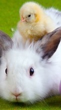 New mobile wallpapers - free download. Chicks, Rabbits, Birds, Animals picture and image for mobile phones.