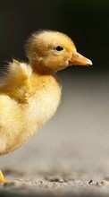 New mobile wallpapers - free download. Chicks, Birds, Animals picture and image for mobile phones.