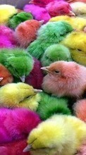 New mobile wallpapers - free download. Chicks, Birds, Animals picture and image for mobile phones.