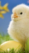 New mobile wallpapers - free download. Chicks,Birds,Animals picture and image for mobile phones.