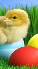 New mobile wallpapers - free download. Chicks,Birds,Animals picture and image for mobile phones.