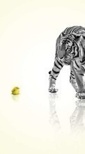 New mobile wallpapers - free download. Animals, Chicks, Tigers picture and image for mobile phones.