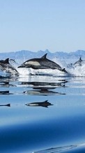 New mobile wallpapers - free download. Dolfins,Sea,Landscape,Animals picture and image for mobile phones.