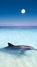 New mobile wallpapers - free download. Animals, Water, Dolfins, Sea, Fishes picture and image for mobile phones.