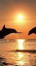 New mobile wallpapers - free download. Dolfins, Sea, Sun, Sunset, Animals picture and image for mobile phones.