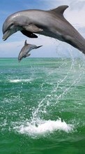New mobile wallpapers - free download. Animals, Water, Dolfins, Sea picture and image for mobile phones.