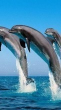 Dolfins,Sea,Animals for Lenovo K3