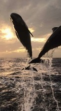 New mobile wallpapers - free download. Dolfins,Sea,Animals picture and image for mobile phones.