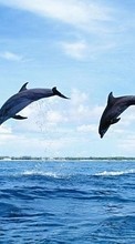 New mobile wallpapers - free download. Animals, Nature, Dolfins picture and image for mobile phones.