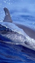 New 360x640 mobile wallpapers Animals, Water, Dolfins, Fishes free download.