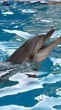 New mobile wallpapers - free download. Animals, Water, Dolfins picture and image for mobile phones.