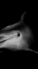 New mobile wallpapers - free download. Dolfins, Animals picture and image for mobile phones.