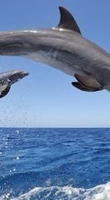 Dolfins,Animals for Samsung Galaxy Spica