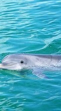 New mobile wallpapers - free download. Dolfins,Animals picture and image for mobile phones.