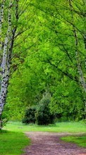 New mobile wallpapers - free download. Trees, Roads, Birches, Landscape picture and image for mobile phones.