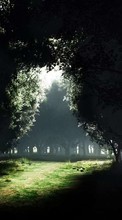 New mobile wallpapers - free download. Trees, Roads, Fantasy, Landscape, Nature, Plants picture and image for mobile phones.