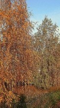 New 720x1280 mobile wallpapers Landscape, Trees, Roads, Autumn free download.