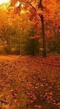 New 540x960 mobile wallpapers Landscape, Trees, Roads, Autumn free download.