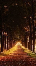 New mobile wallpapers - free download. Trees, Roads, Autumn, Nature picture and image for mobile phones.