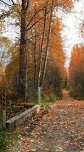Trees, Roads, Autumn, Landscape for Lenovo A60+