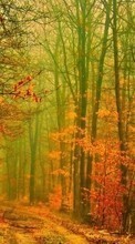 New mobile wallpapers - free download. Trees, Roads, Autumn, Landscape picture and image for mobile phones.