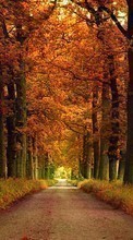 New mobile wallpapers - free download. Trees,Roads,Autumn,Landscape picture and image for mobile phones.