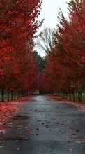 New mobile wallpapers - free download. Landscape, Trees, Roads, Autumn picture and image for mobile phones.