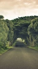 Trees, Roads, Landscape for Sony Ericsson W350