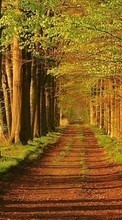 New mobile wallpapers - free download. Trees,Roads,Landscape picture and image for mobile phones.