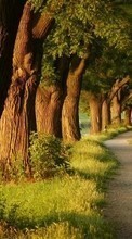 New mobile wallpapers - free download. Landscape, Trees, Roads picture and image for mobile phones.