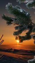 New mobile wallpapers - free download. Trees, Fir-trees, Background, Plants, Sunset picture and image for mobile phones.