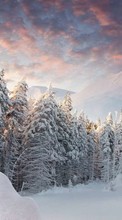New mobile wallpapers - free download. Trees, Fir-trees, Mountains, Landscape, Snow, Winter picture and image for mobile phones.