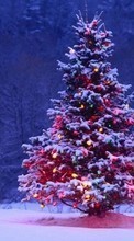 New mobile wallpapers - free download. Trees,Fir-trees,New Year,Holidays picture and image for mobile phones.