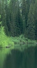 New mobile wallpapers - free download. Trees, Fir-trees, Lakes, Landscape picture and image for mobile phones.