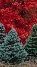 New 540x960 mobile wallpapers Landscape, Trees, Fir-trees free download.
