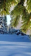 New mobile wallpapers - free download. Trees, Fir-trees, Landscape, Plants, Snow, Winter picture and image for mobile phones.