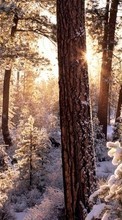 New mobile wallpapers - free download. Landscape, Winter, Trees, Snow, Fir-trees picture and image for mobile phones.