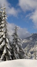 New mobile wallpapers - free download. Landscape, Winter, Trees, Snow, Fir-trees picture and image for mobile phones.