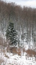 New mobile wallpapers - free download. Landscape, Winter, Trees, Fir-trees picture and image for mobile phones.