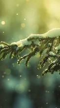 New mobile wallpapers - free download. Trees,Fir-trees,Plants,Snow picture and image for mobile phones.