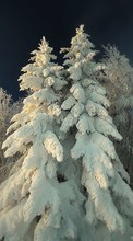 New mobile wallpapers - free download. Trees, Fir-trees, Plants, Snow, Winter picture and image for mobile phones.